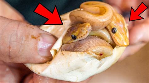 snake discovery egg hatching videos